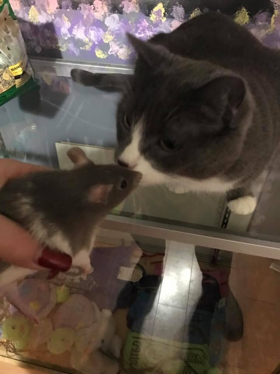 Picture of Cat kissing a mouse.
