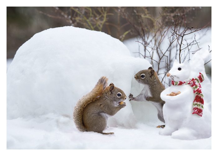 Two squirrels in the snow