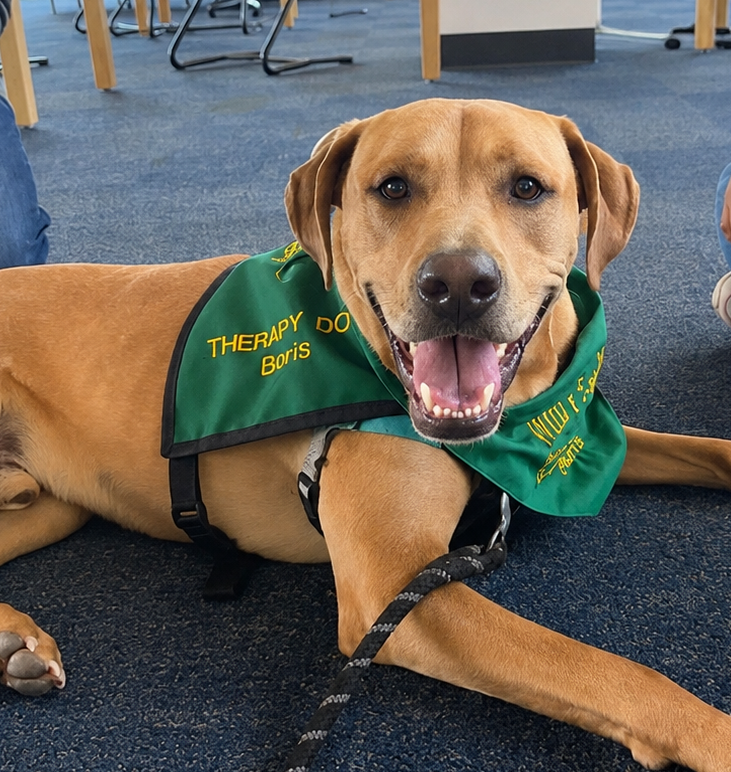 Picture of Boris, the Therapy Dog
