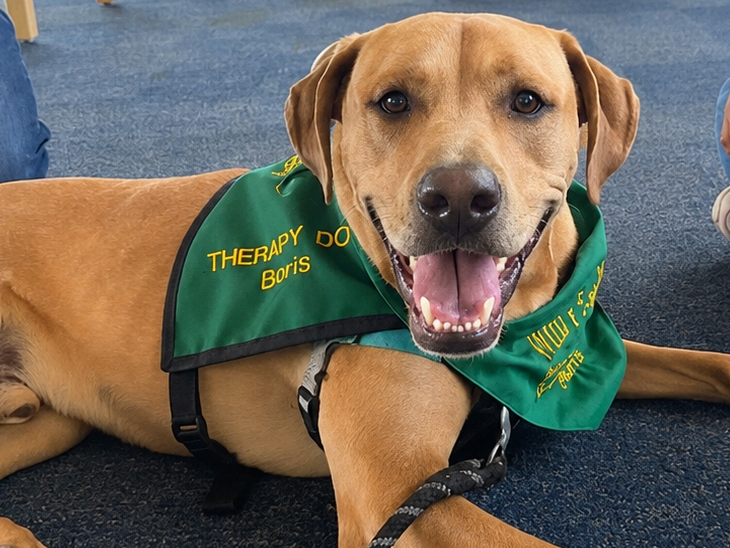 Picture of Boris, the Therapy Dog